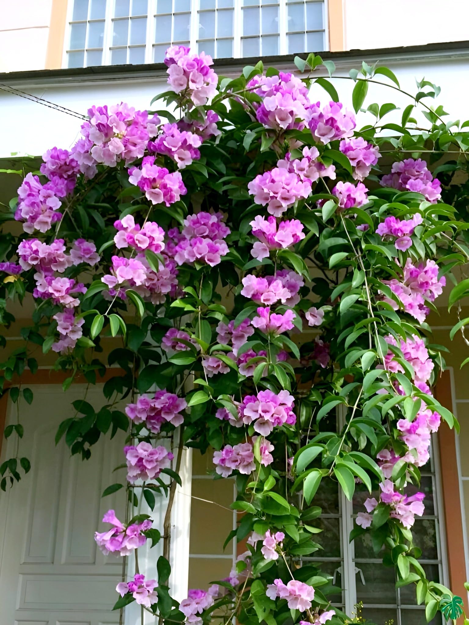 BUBLIX Garlic Vine Lavender live Flower Plant (Mansoa Alliacea