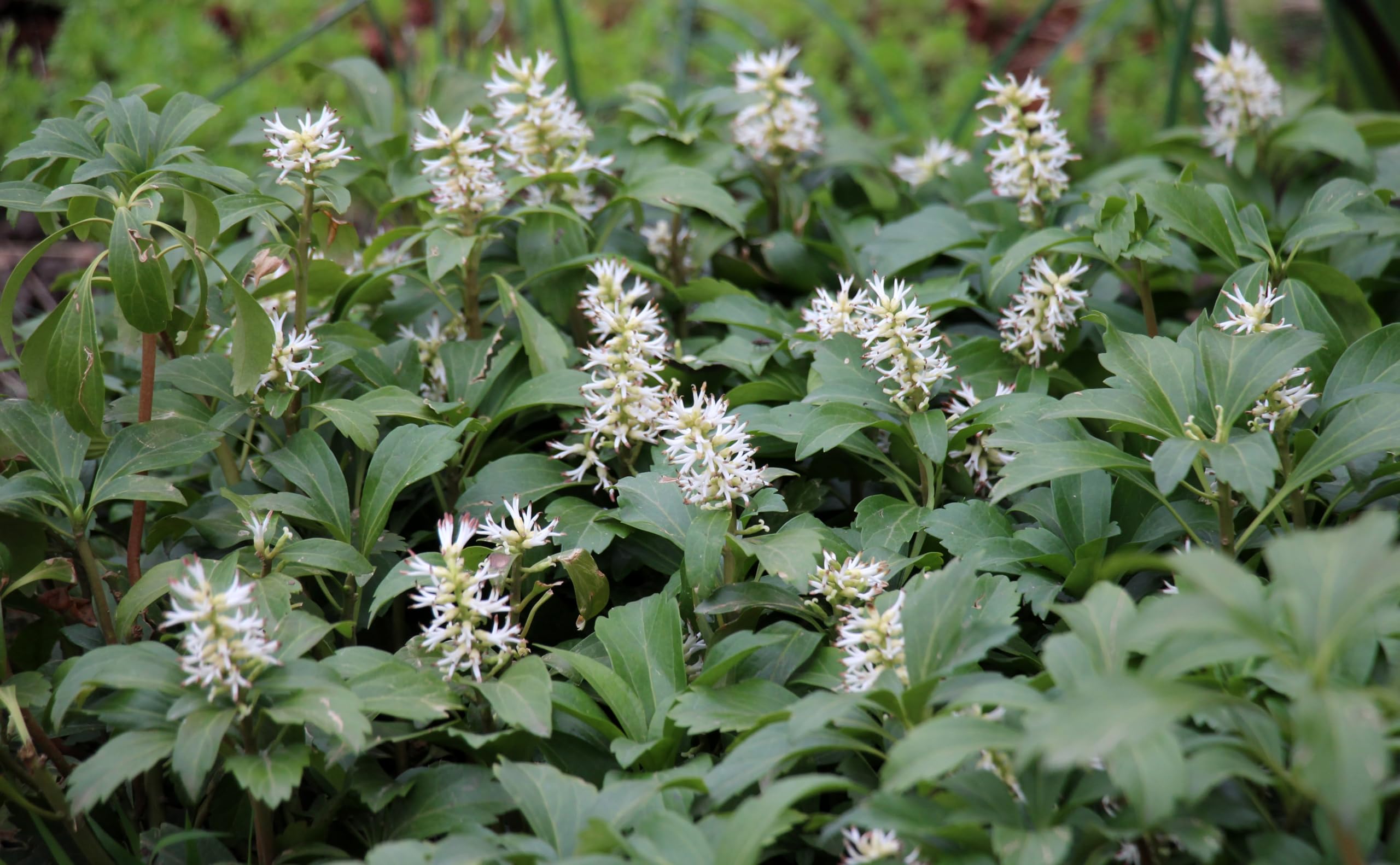 Stauden Gänge 10 x Pachysandra terminalis 'Green Carpet' Dickmännchen