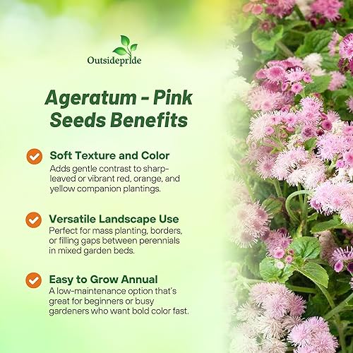 Miniatura 3 de Outsidepride Pink Ageratum Seeds - 10000 semillas de flores anuales para plantar con flores vibrantes y peludas, fáciles de cultivar y tolerantes a