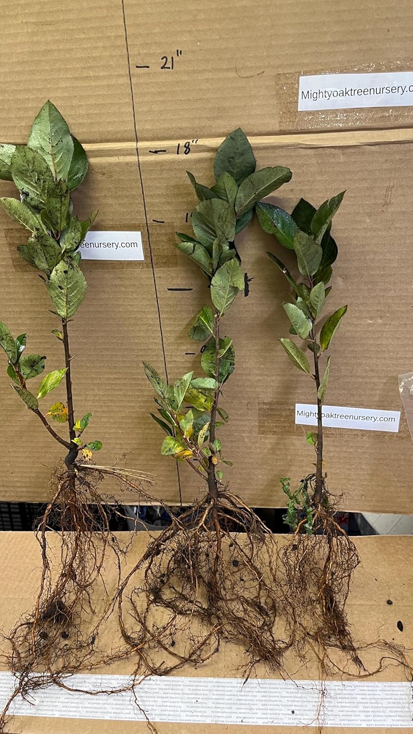 8-14" Tall Aronia melanocarpa Black Chokeberry bareroot Plant