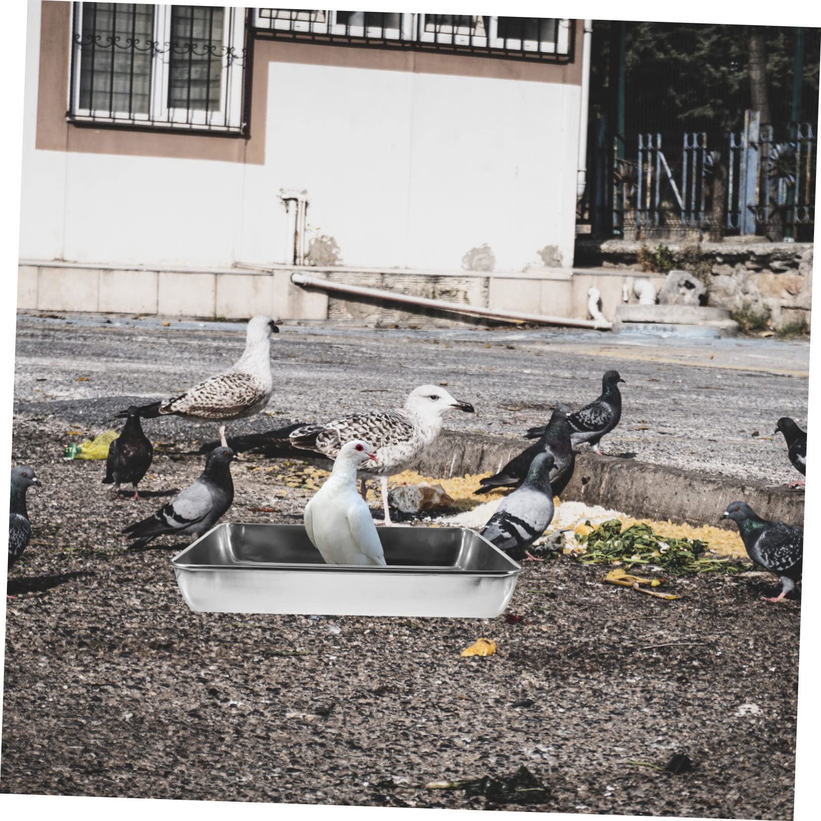 Levemolo Pigeon Bath Bird Shower Tub Pet Bathing Basin Bird Bath Container Stainless Steel Sturdy Heat Loss Moisturizing