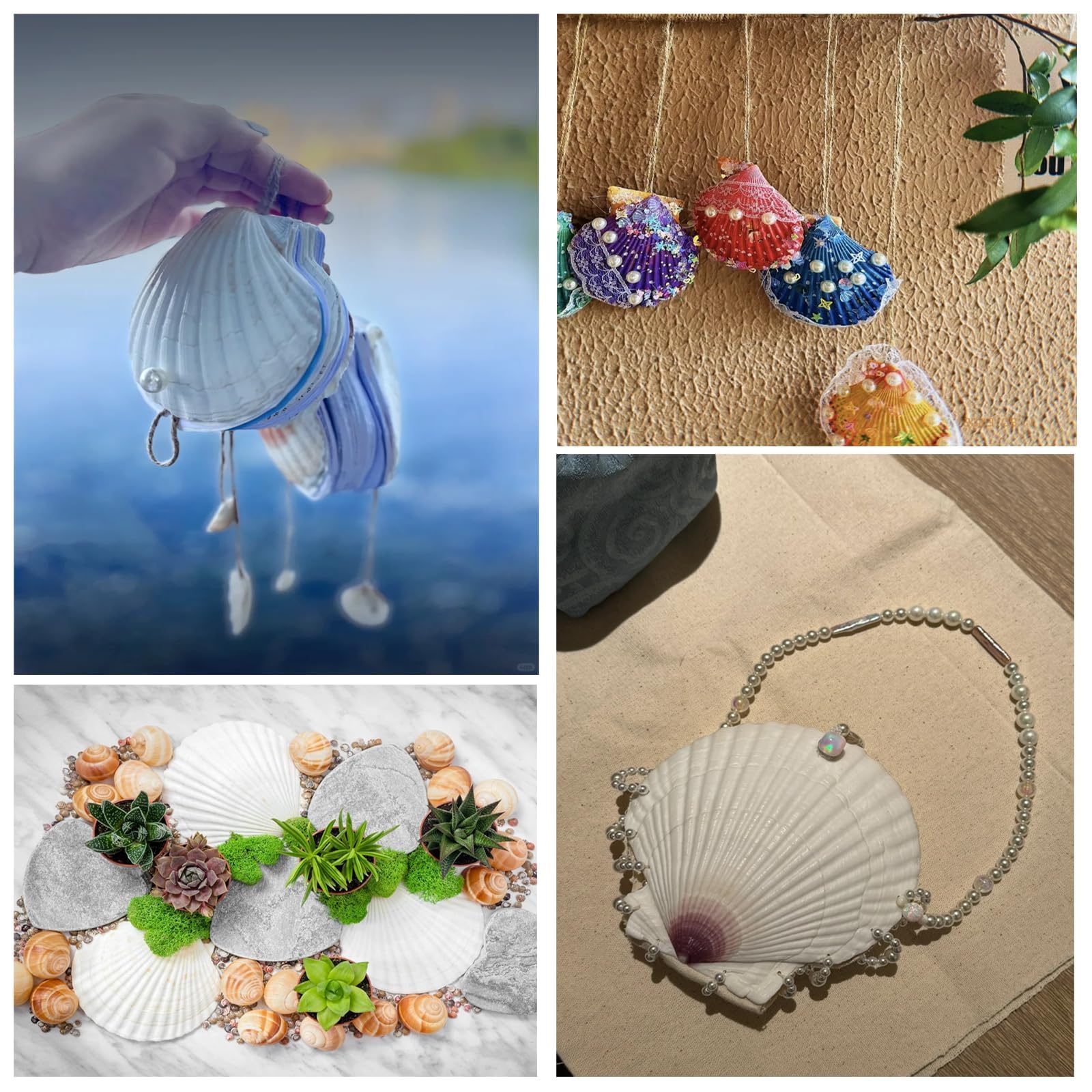 10 Coquilles Saint-Jacques Naturelles 10-12 Cm - Décoration Plage, Artisanat, Cuisine Ou Aquarium
