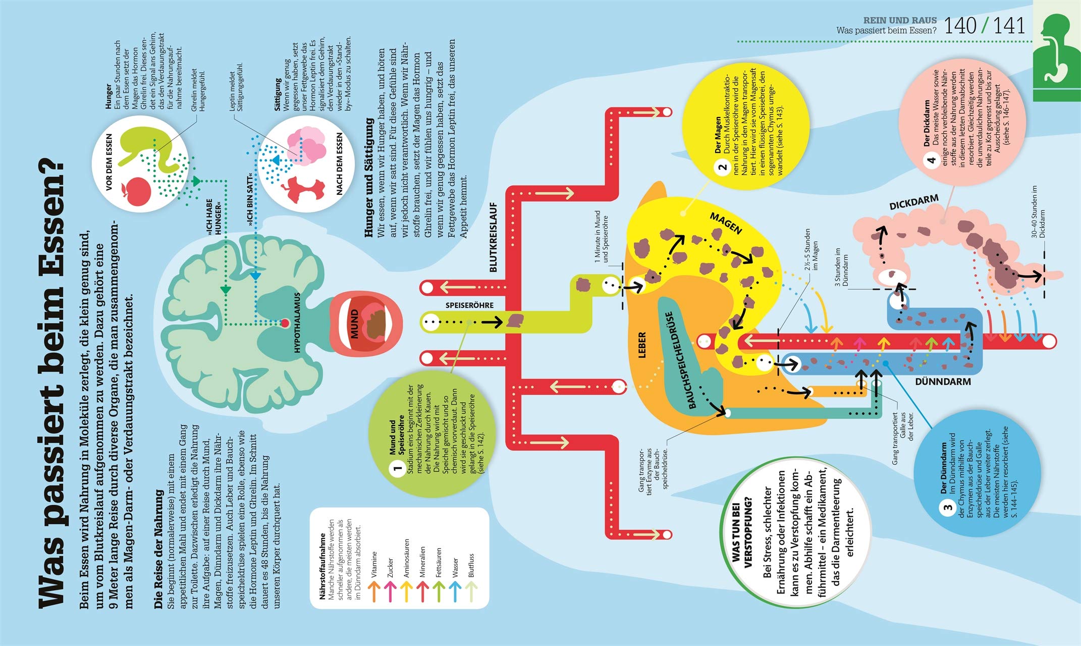 #dkinfografik. Der menschliche Körper: Und wie er funktioniert