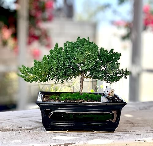 Miniatura 10 de Árbol bonsái de enebro enano vivo  Árbol bonsái de enebro o jade  Interiorexterior  100 hecho a mano  Decoración del hogar y la oficina  El mejor