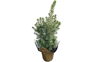 Charming Live Alberta Spruce Christmas Tree for Tabletop Display: An Enchanting Festive Delight
