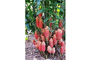 100Pcs Beehive Ginger Flower Seeds