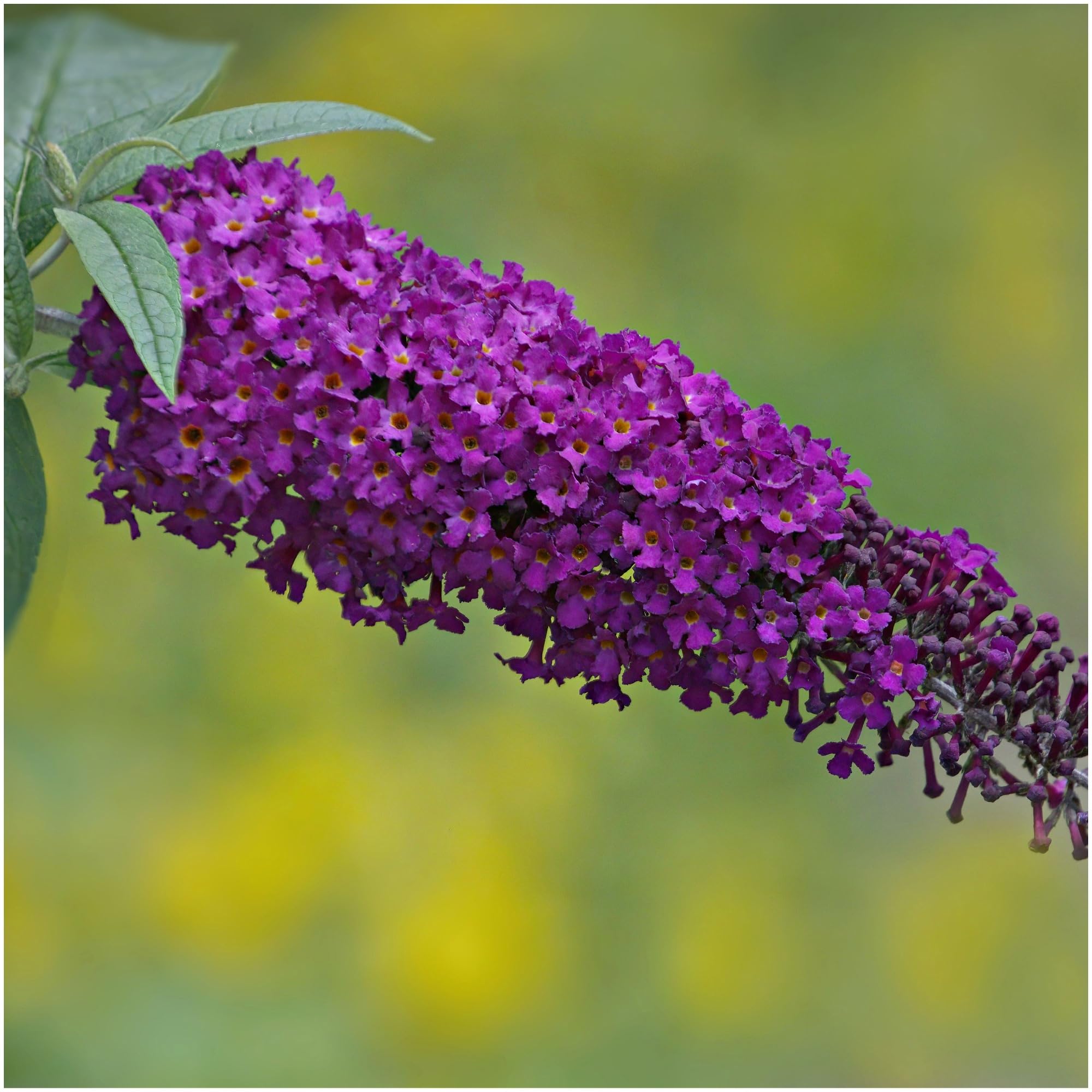 Buddleia davidii 'Nanho Purple' in 9cm Pot Buddleja Butterfly Bush 3fatpigs®