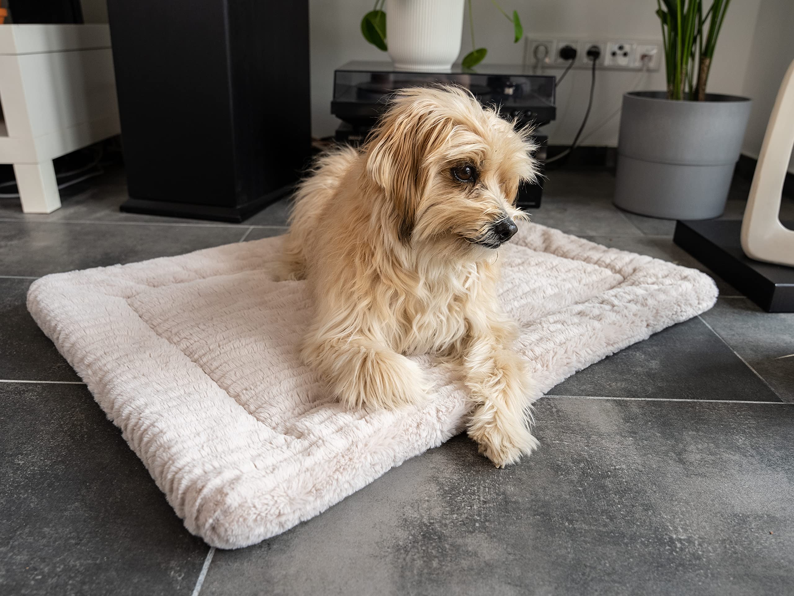 TrendPet Harmony 4cm gefütterte Hundedecke, Katzendecke, Liegedecke für Hunde und Katzen (Creme, 75x55cm)