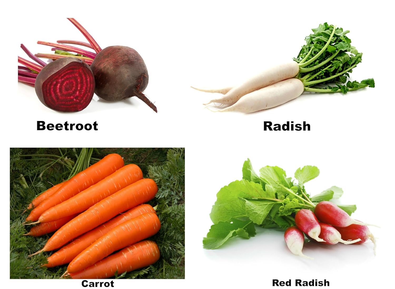 Easy Gardening Beetroot, Radish, Carrot, Red Radish F1 Hybrid Root