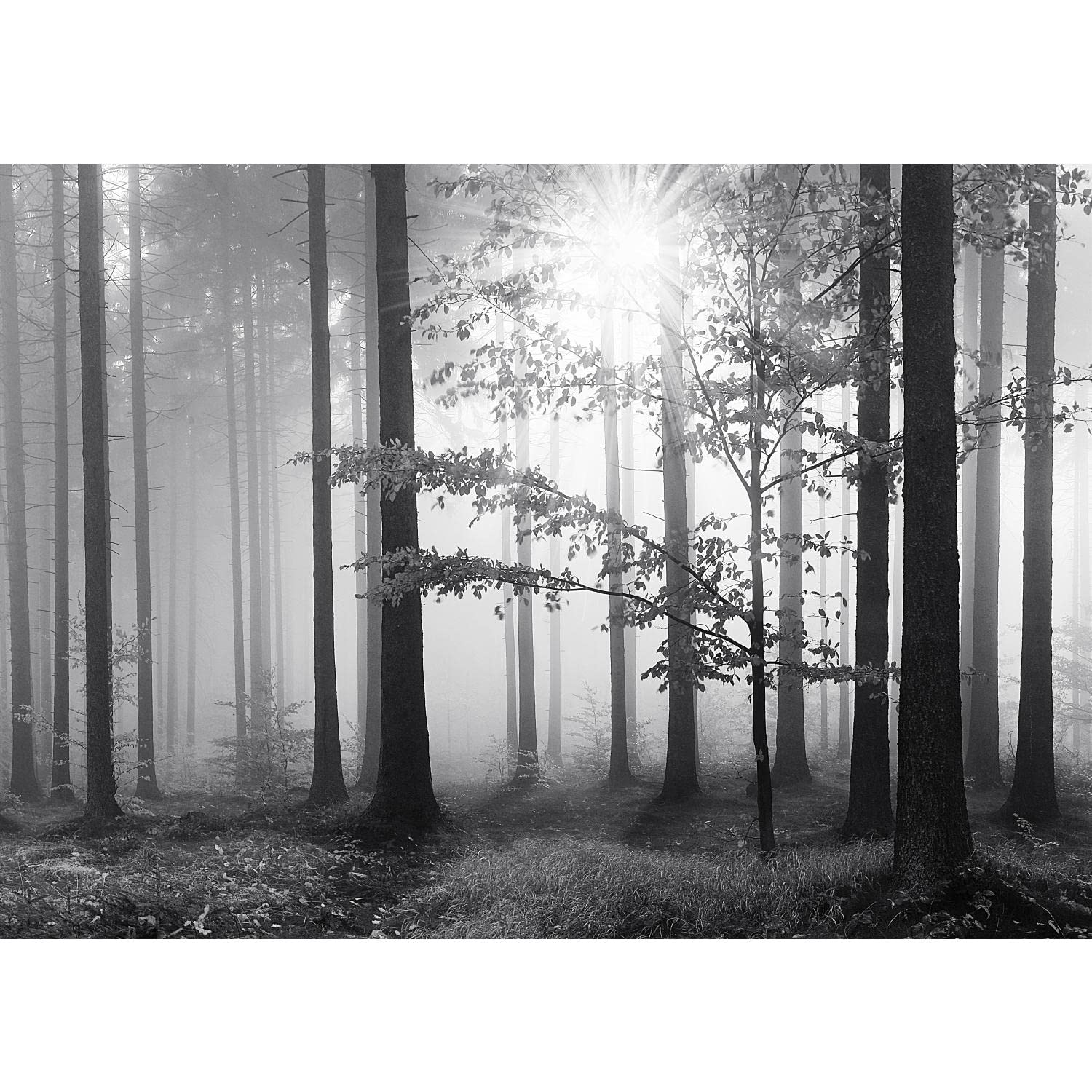 Runa Art Papier peint intissé Forêt dans le brouillard 352 x 250 cm Toison Mur XXL Tableaux Muraux Tapisserie Photo Décoration Murale Salon Chambre Noir Blanc 9241011a