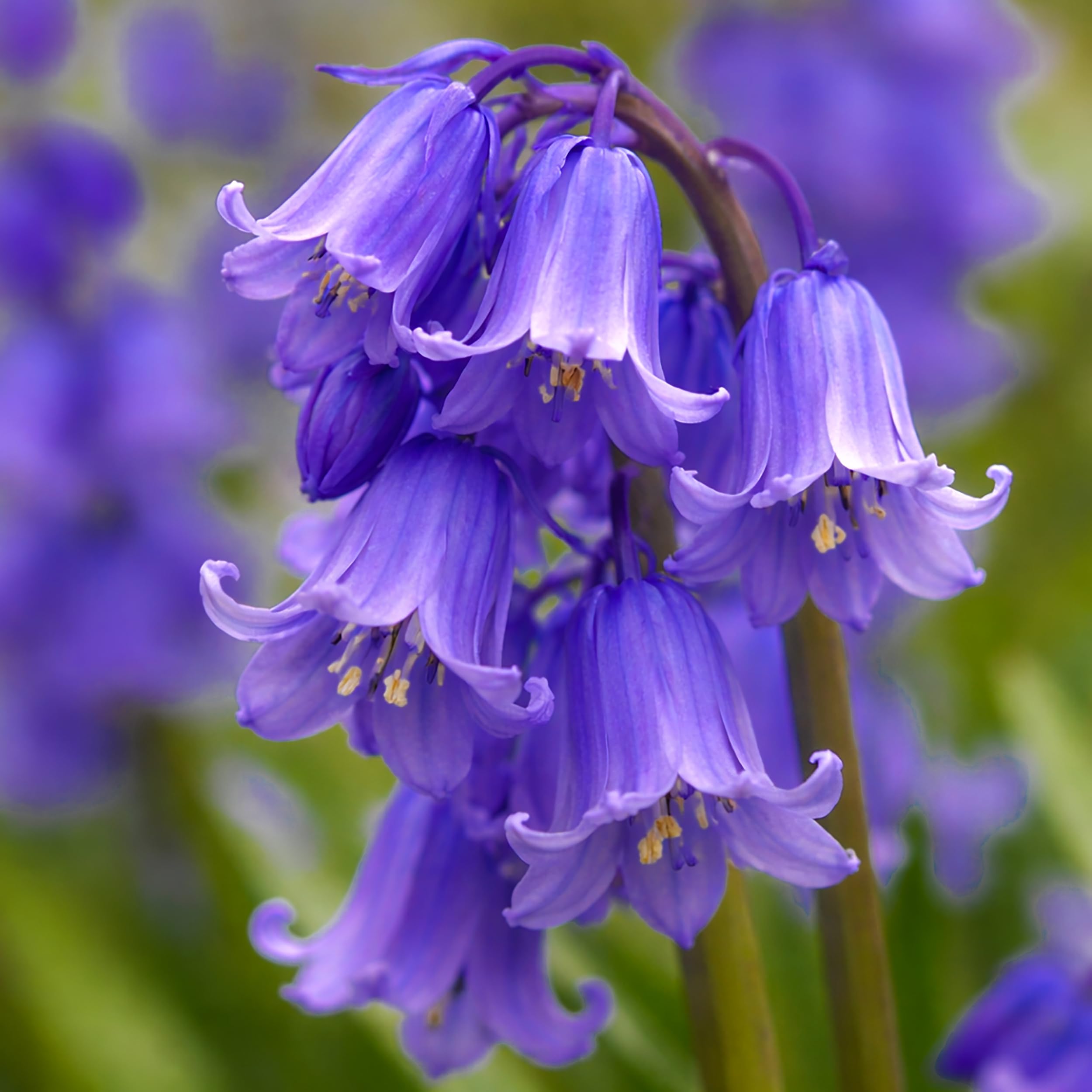 20 English Bluebell Bulbs in the GREEN, Hyacinthoides non scripta Spring Flower Bulbs for Planting Shade Garden Plants Naturalising Woodland Wildflower Bare Root Spring Blooming Flower Cottage Outdoor