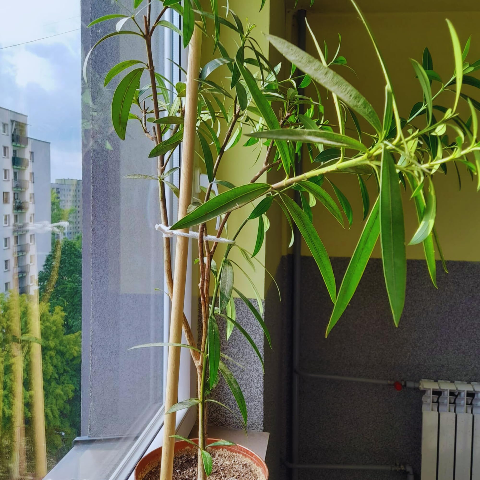 50 Estacas Madera Haya Ovaladas ⌀18 mm x 78 cm – Poste para Cercas y Árboles – Tutores Robustos para Plantas y Tomates