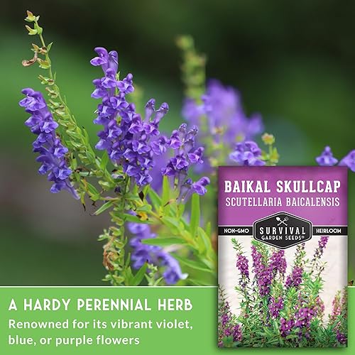 Miniatura 3 de Survival Garden Seeds Baikal Chinese Skullcap (Scullcap) Semilla para plantar, 1 paquete con instrucciones para plantar y cultivar Scutellaria