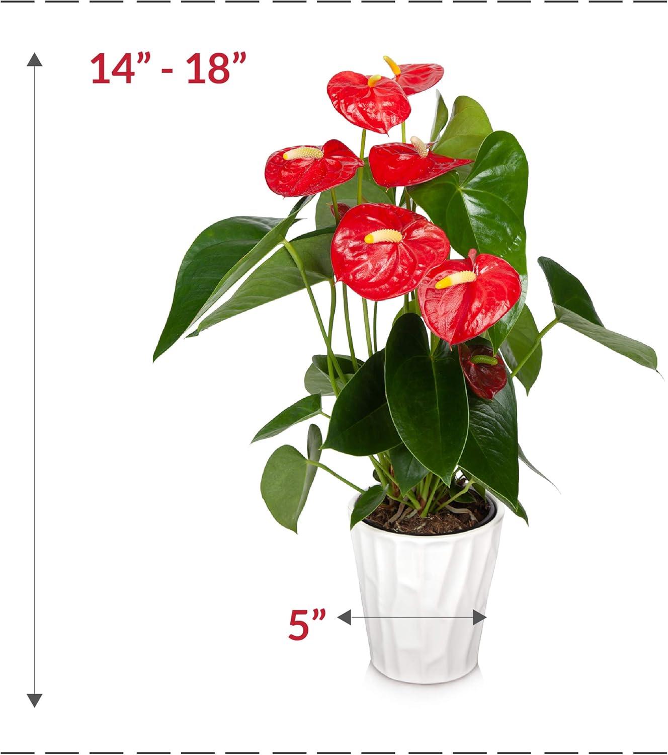 Just Add Ice Anthurium Plant - Easy Care Live Plants,5” Diameter, Red