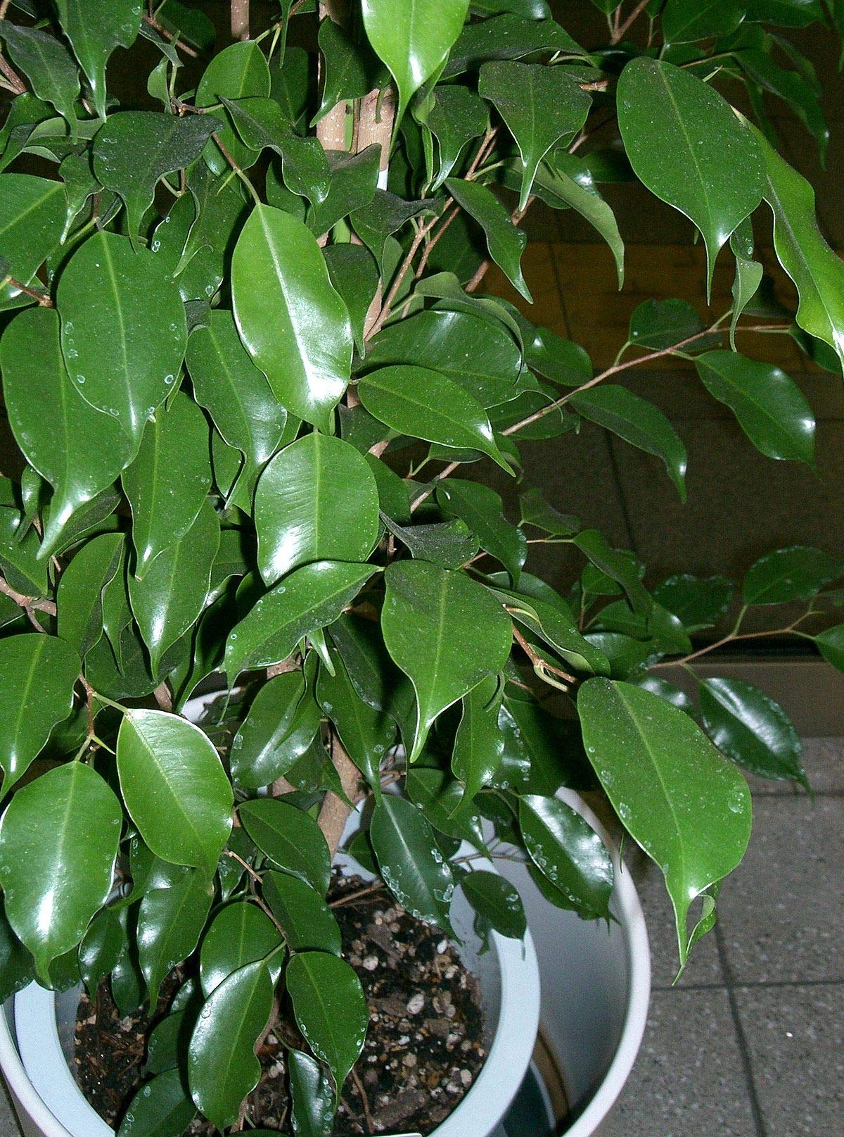 Live Ficus Benjamina Green aka Weeping Fig, Benjamin Fig, Ficus Tree