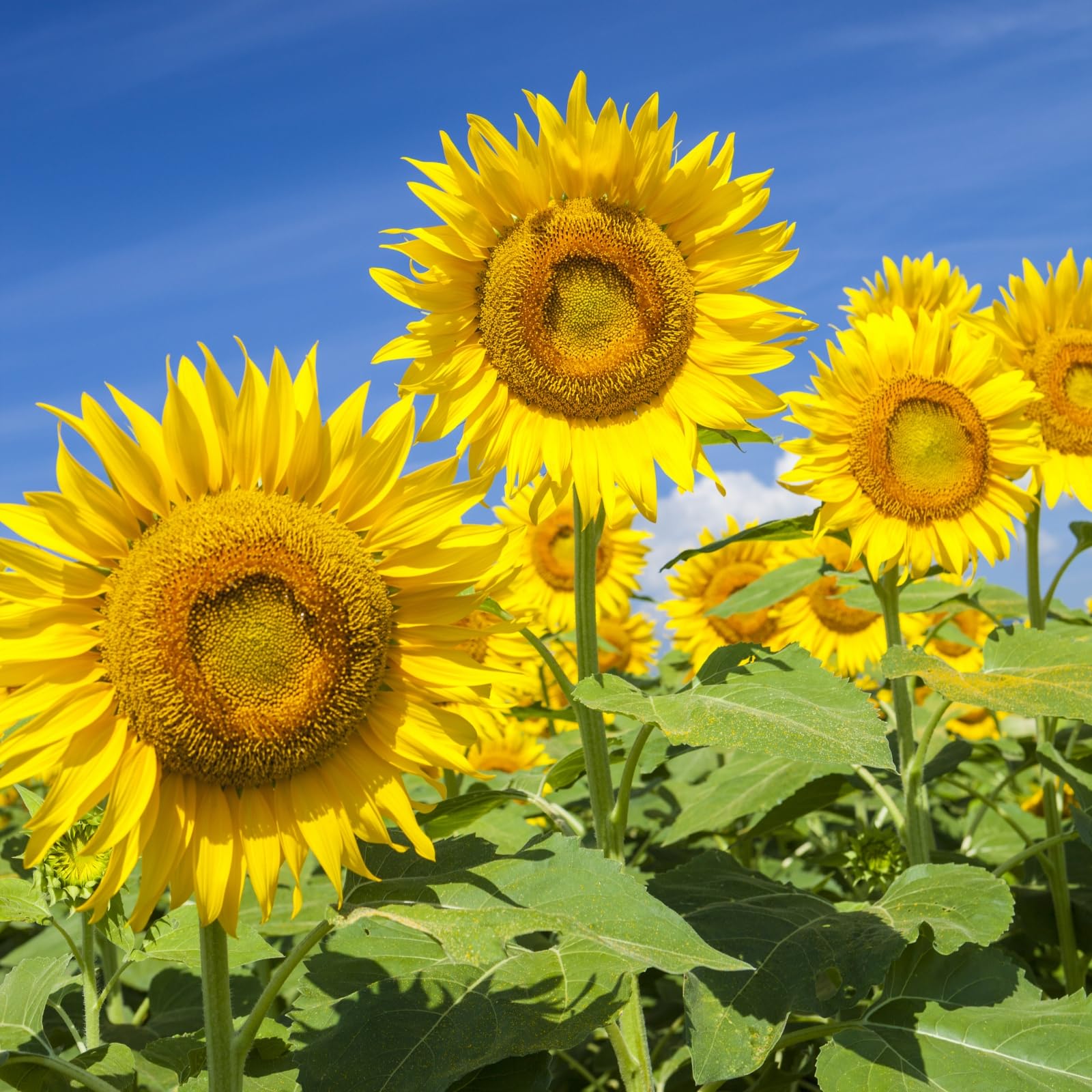 Groundio Mammoth Sunflower Seeds to Plant, 1 Ounce Packet 300+ Seeds, 6-12 FT Giant Sunflower, Non-GMO, Heirloom, High Germination, Grown in the USA Orange