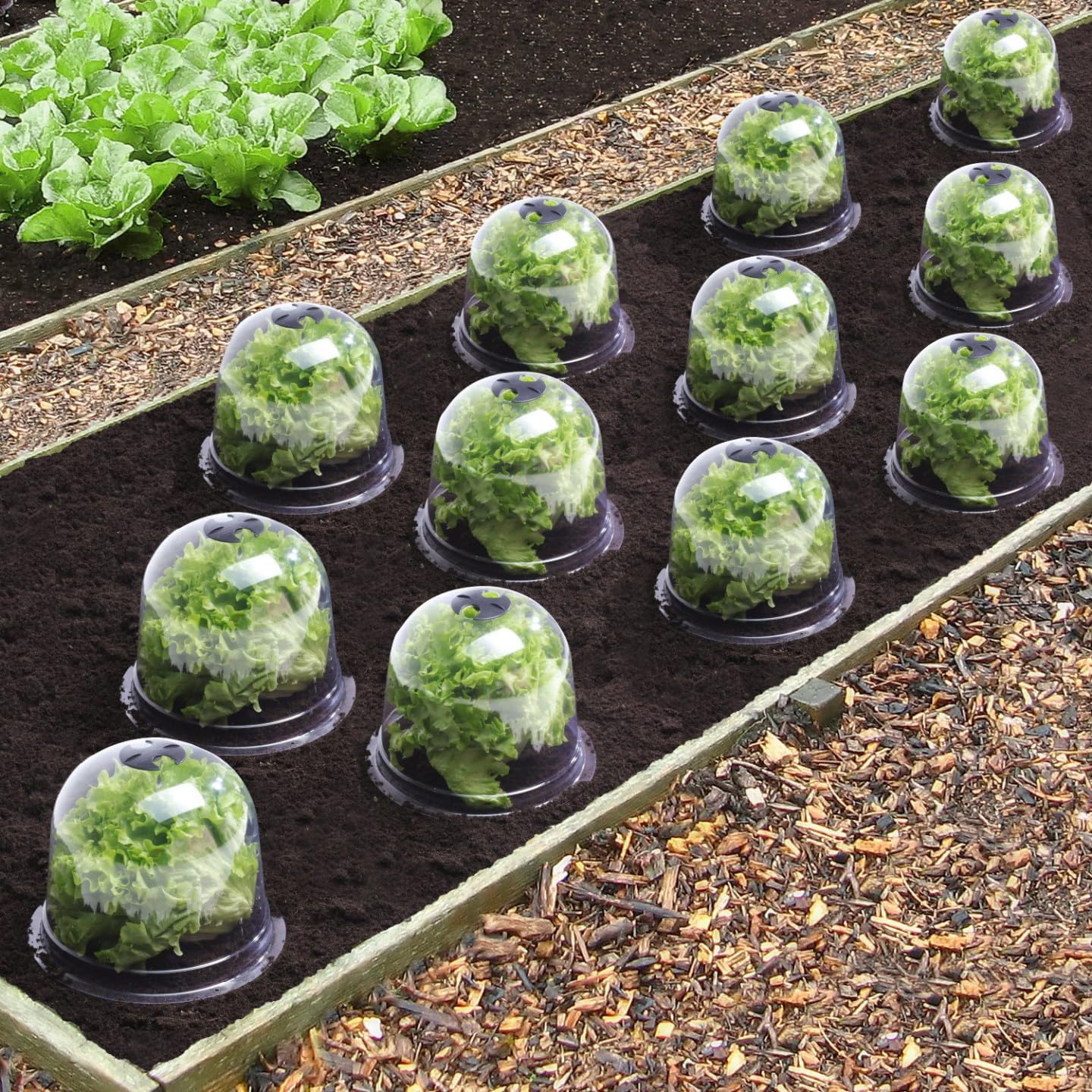 IDMarket - Campana para ensalada x12 invernadero para proteger las plántulas