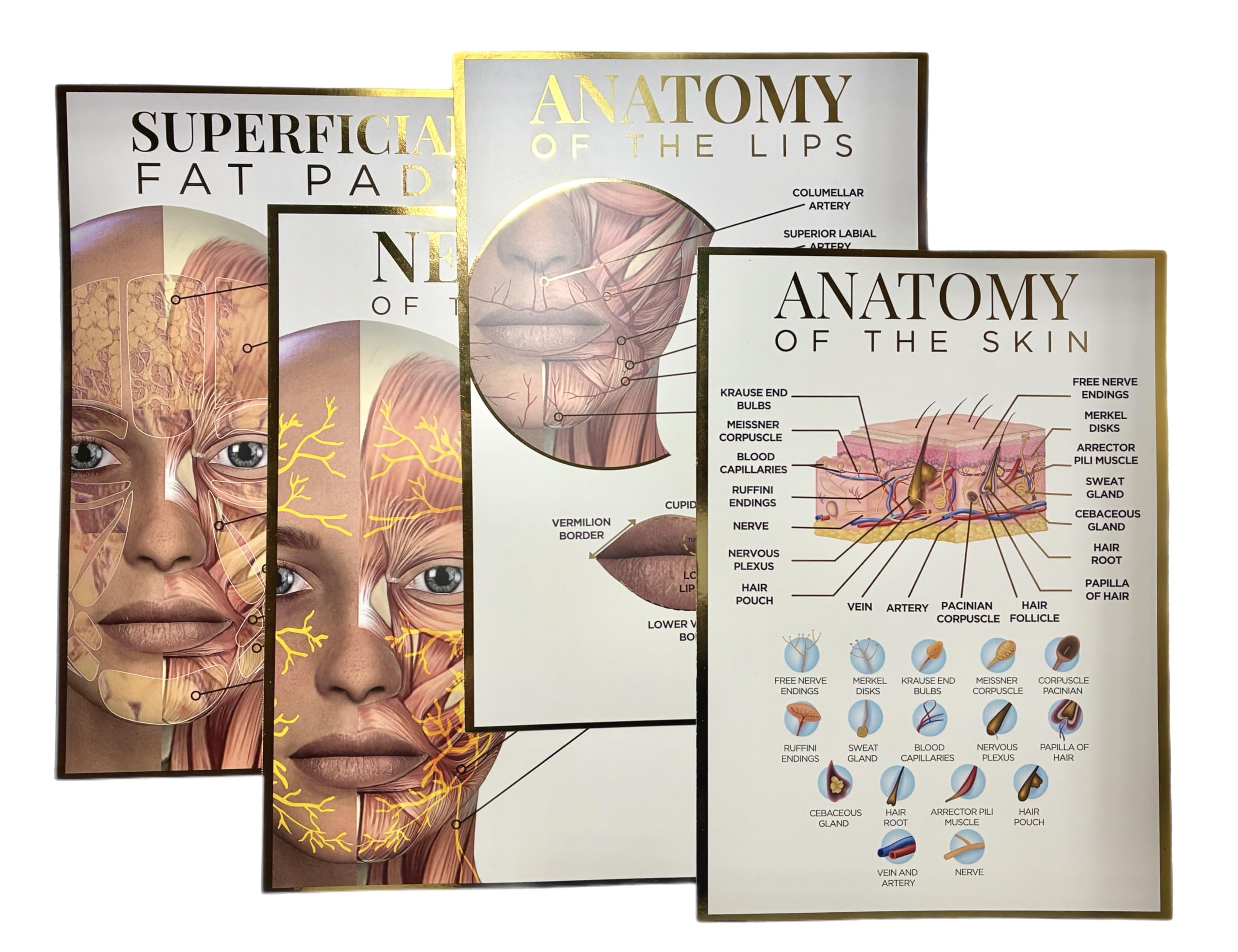 Qualiprint Human Anatomy Poster Quadruple Pack - Skin, Lips, Nerves of the Face, Superficial Fat Pads