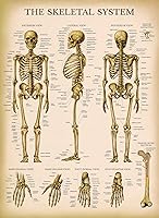 Vista 7 de Palace Learning Paquete de 3 pósteres vintage de músculo + esqueleto + anatomía del sistema nervioso, gráficos anatómicos del sistema muscular
