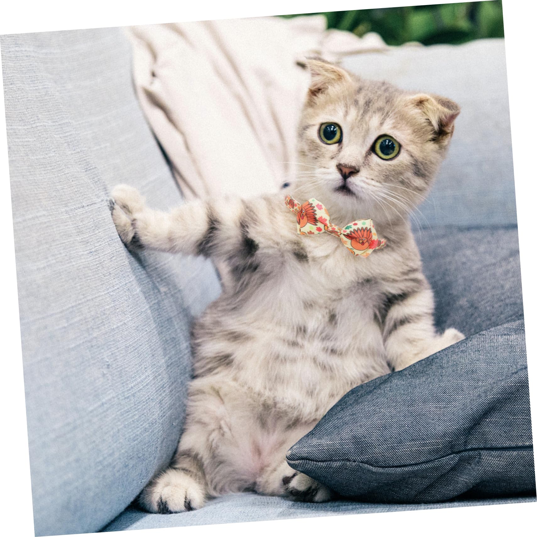 Angoily 10pezzi Collari Per Cani e Gatti Tema Ringraziamento Con Motivo Di Tacchino e Zucca Collari Regolabili Per Animali Domestici Accessori Per Feste