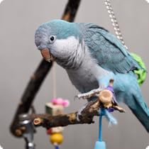 Birds & small animals
