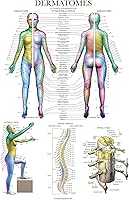 Vista 4 de Palace Learning Paquete de 2 pósteres de anatomía del sistema muscular + tabla anatómica de dermatomas