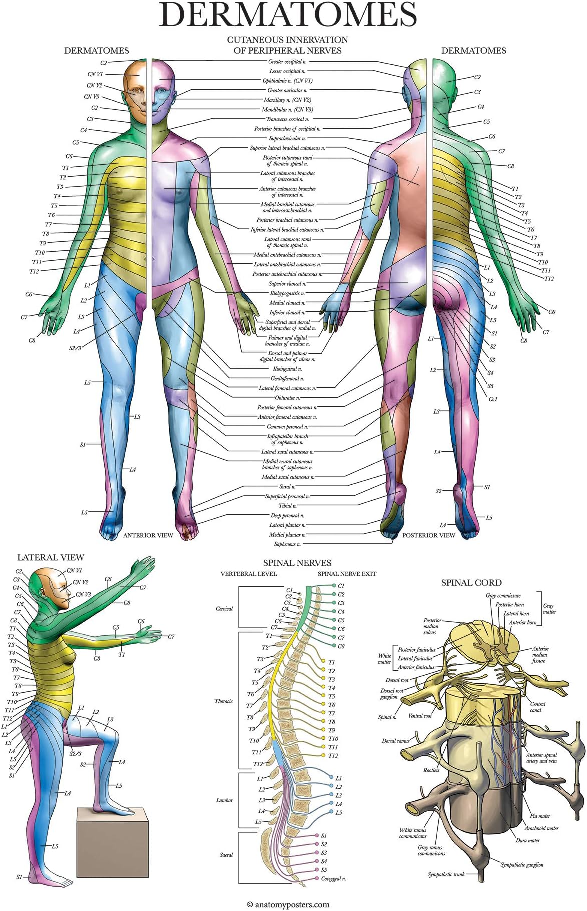 Palace Learning Dermatomes & Nervous System Anatomical Chart - Dermatomes Anatomy Poster, LAMINATED 18' x 24"
