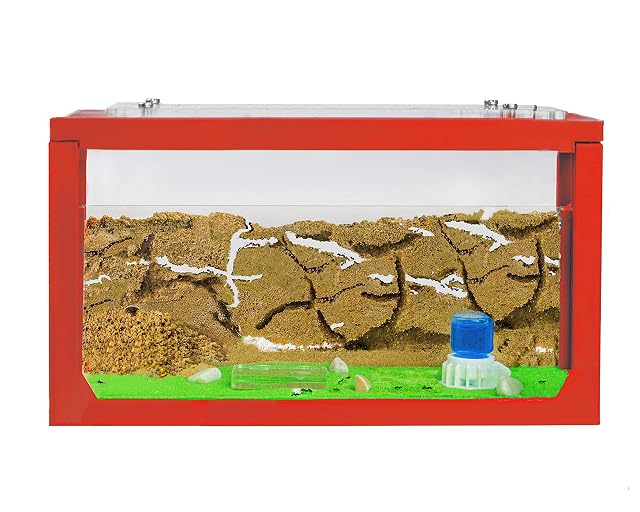 Anthouse.es - Hormiguero Natural Tipo Pecera 3D - Hormiguero de Arena con Colonia Incluida