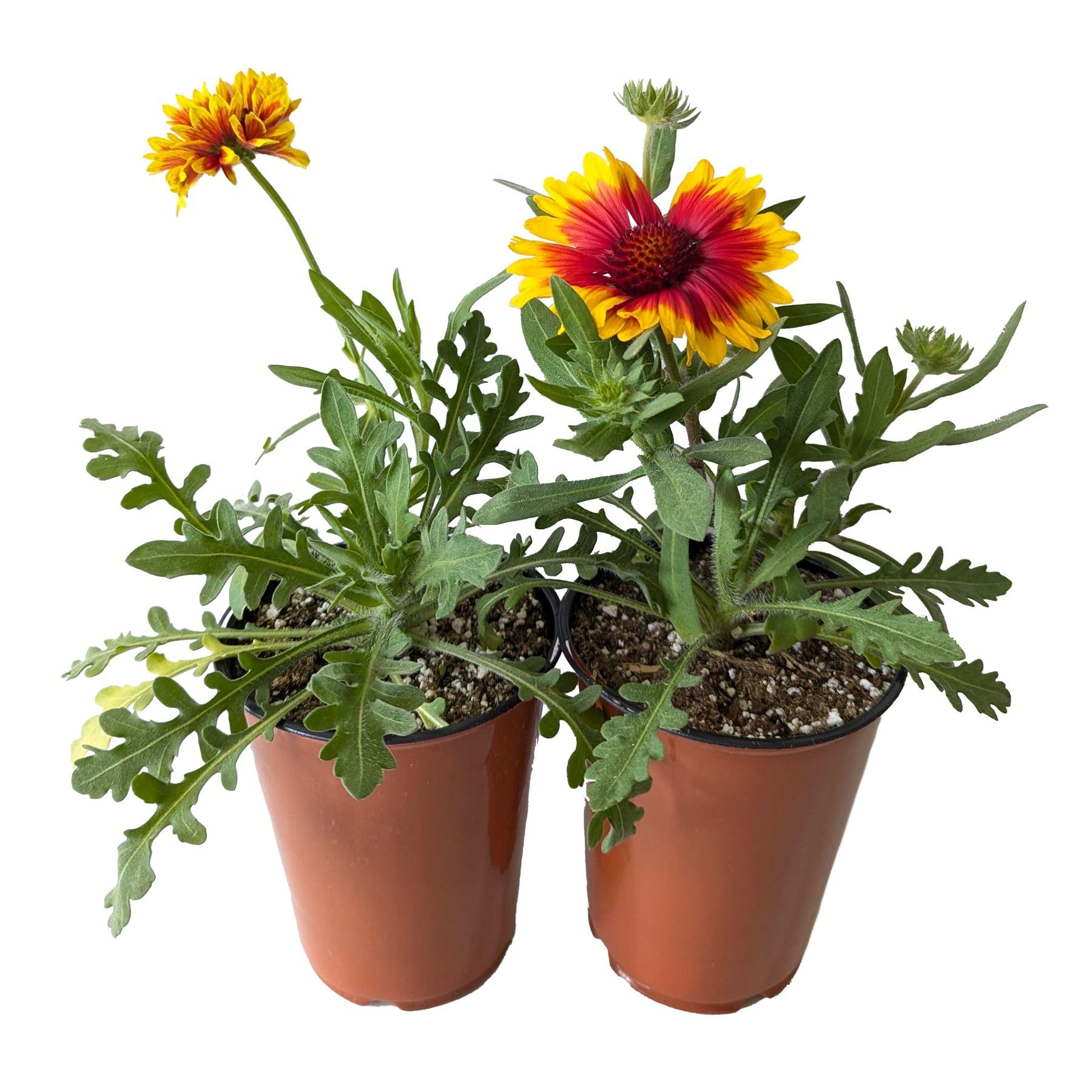 Gaillardia Arizona Sun