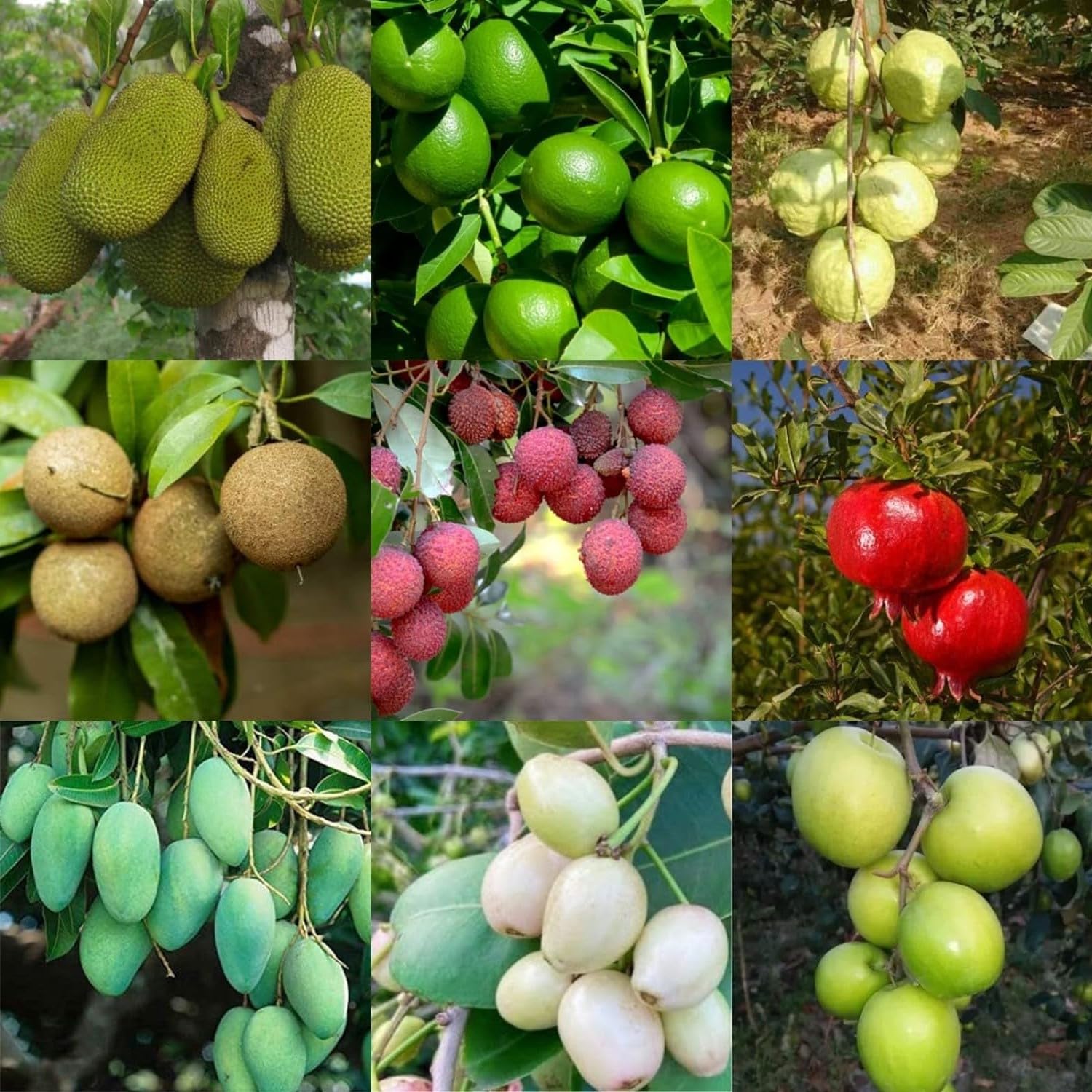 Guruji Plantation Combo 9 Grafted and Hybrid Fruit Plants For Home and Garden