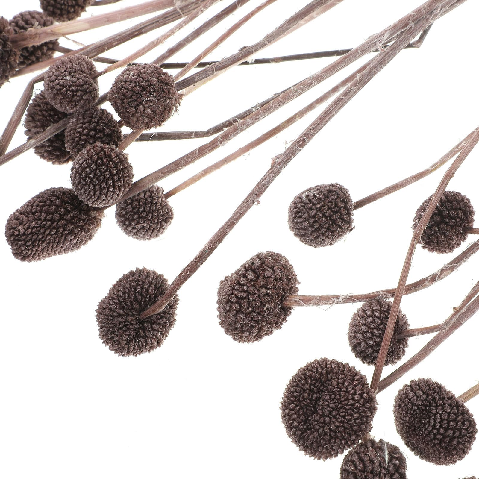 Ramo de Flores Secas de Craspedia 20 Piezas para Decoración Natural de Jarrón y Arreglos en Bodas U Oficina Material Sintético y Diseño Elegante