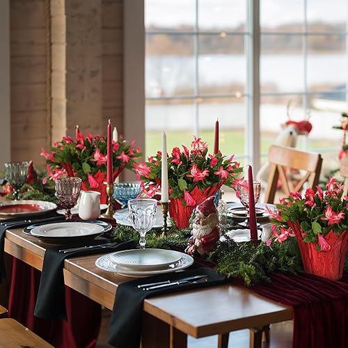 Miniatura 3 de Green Circle Growers - Paquete de 6 plantas de cactus de Navidad vivas en cubiertas de macetas rojas, decoración festiva y regalo