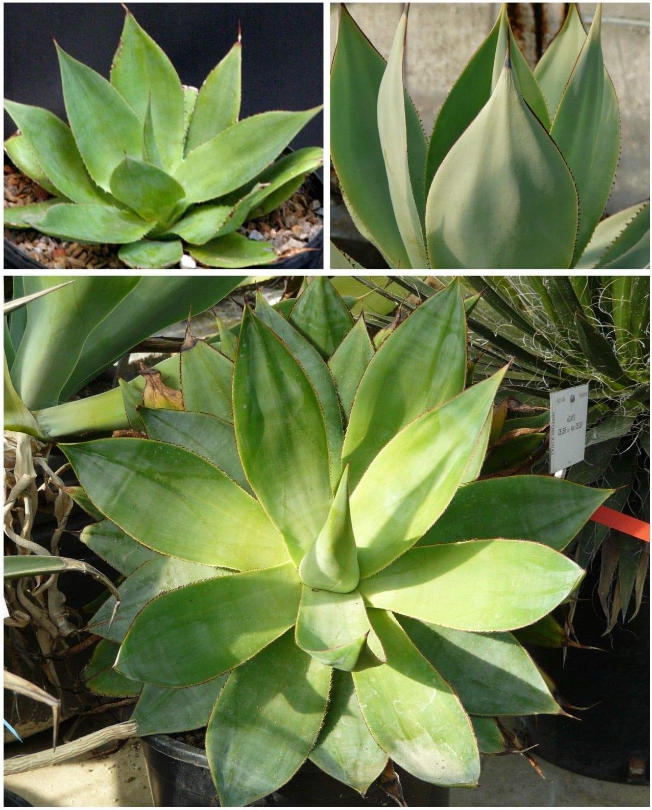 ScoutSeed 10 Seeds of Agave mitis VAR. mitis, Succulents, Cacti, Succulents Seed C