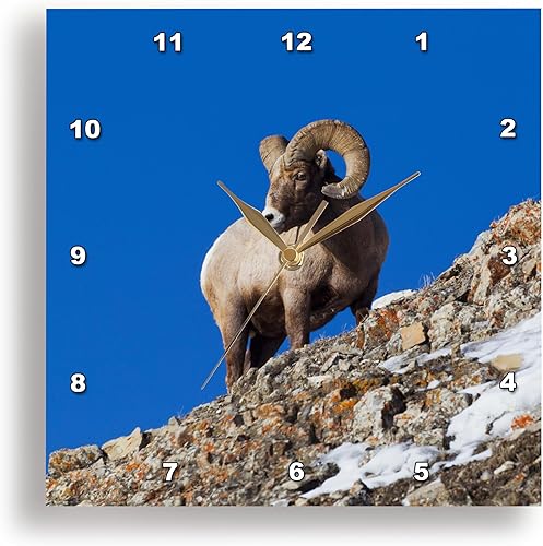 Reloj de pared 3D Rose Rocky Mountain Bighorn Sheep Standing on Hill, 15" x 15"
