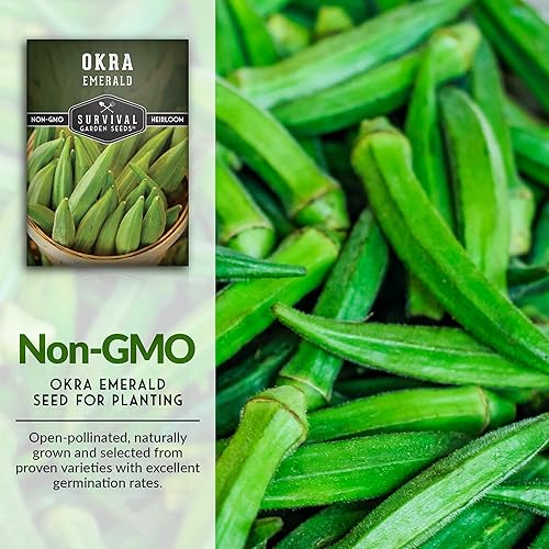 Miniatura 2 de Survival Garden Seeds - Semilla de Okra esmeralda para plantar - Paquete con instrucciones para plantar y cultivar Okra tierna y grande en tu jardín