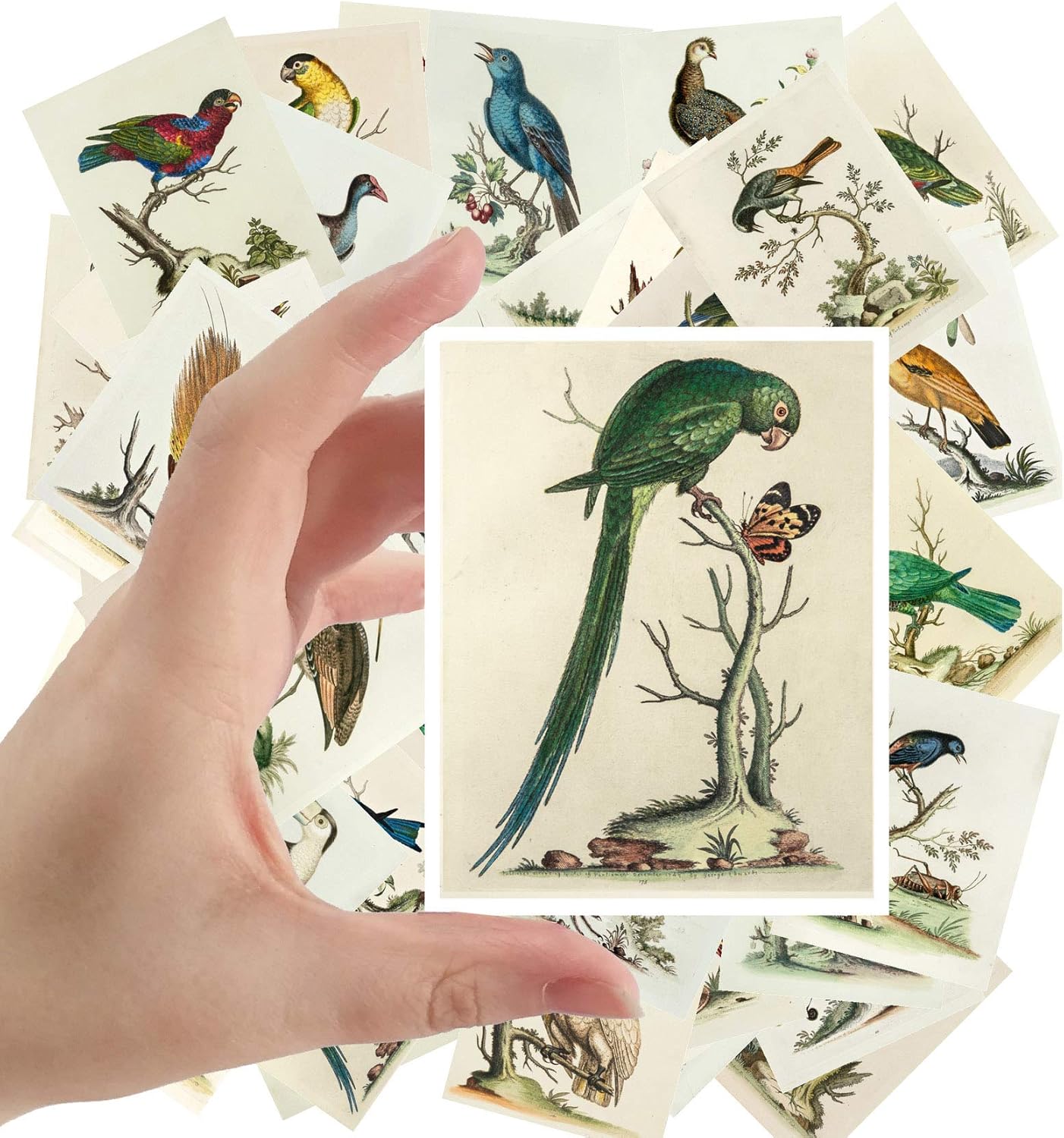 Large Stickers (24 pcs 2.5"x3.5") Amazing Birds Antique Botannical Book Illustrations