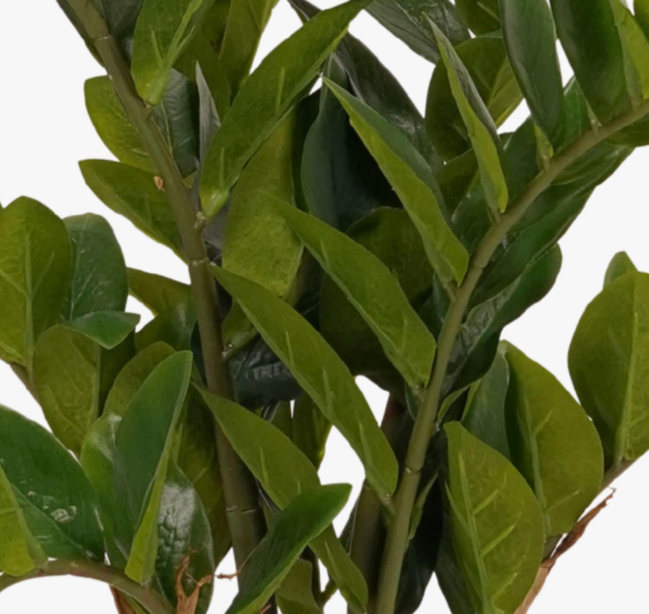 artplants.de Plante Artificielle Zamioculcas SIMANO, 70cm