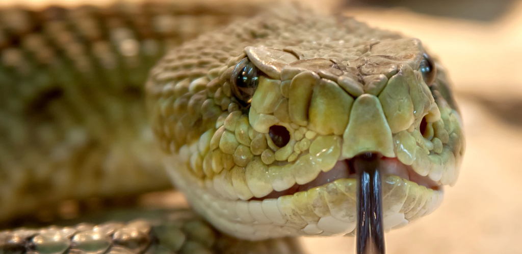 Rattlesnake Sounds Snake Sounds Snake HissingAmazon.esAppstore