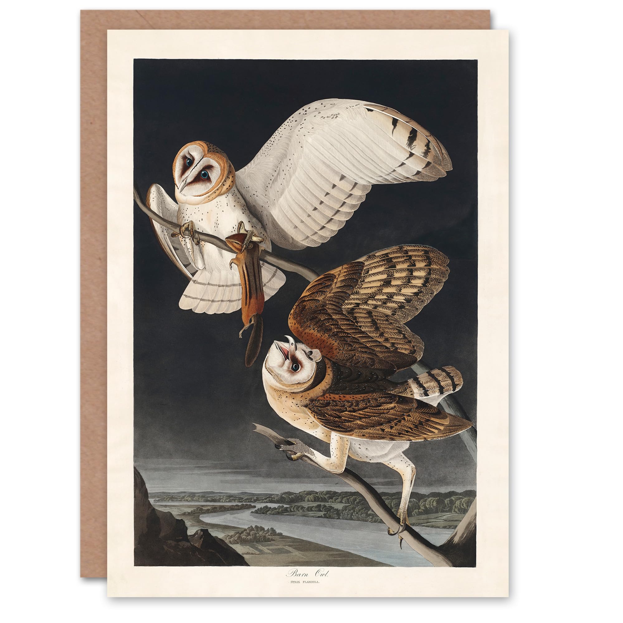 Artery8 John James Audubon Art Card Birds of America Barn Owl