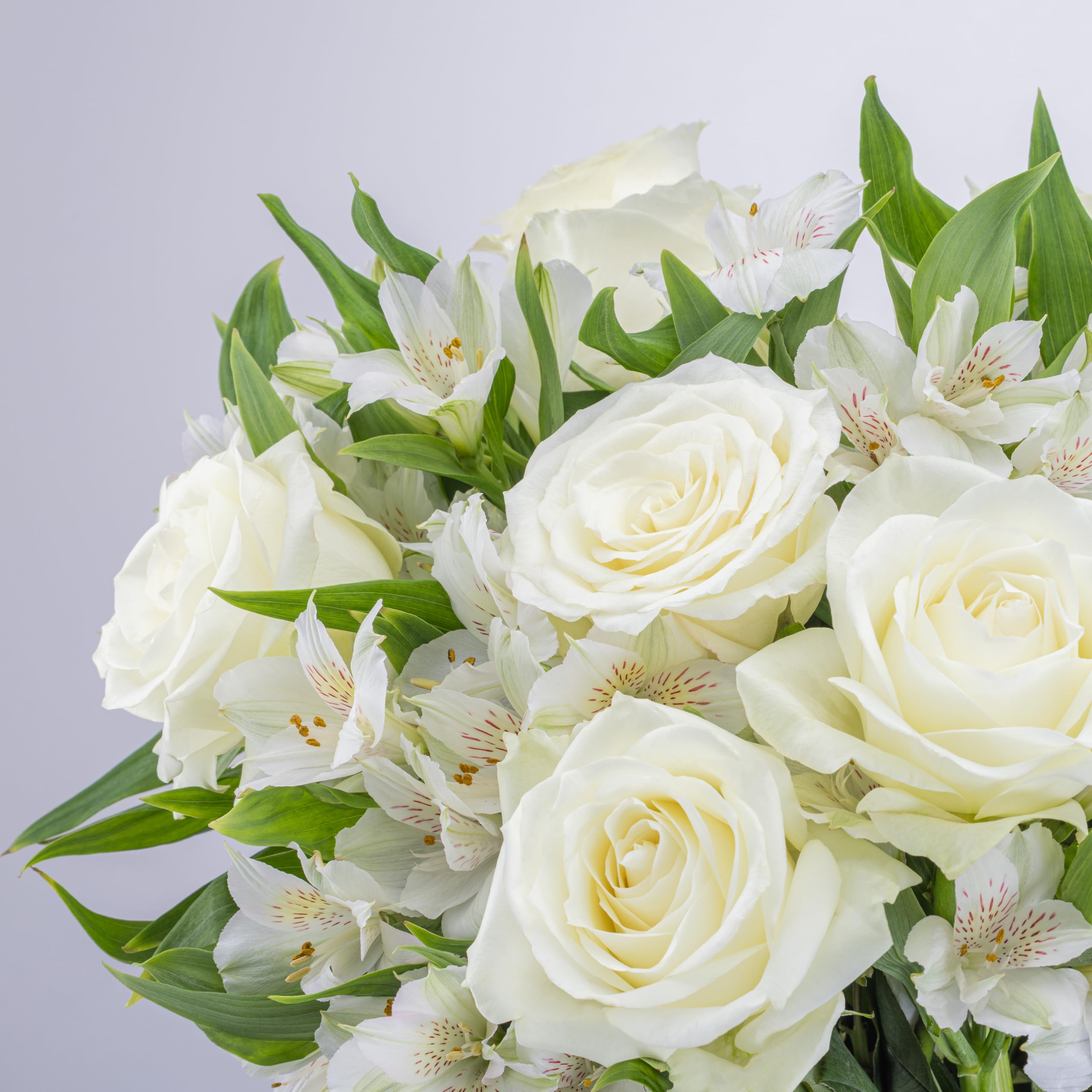 Benchmark Bouquets - White Roses and Alstroemeria - Fresh Flowers for Delivery - Fresh Cut Flower Bouquet - Real Roses in a Vase - Sympathy Gifts - Sympathy Flowers for Delivery (Glass Vase Included): White/White