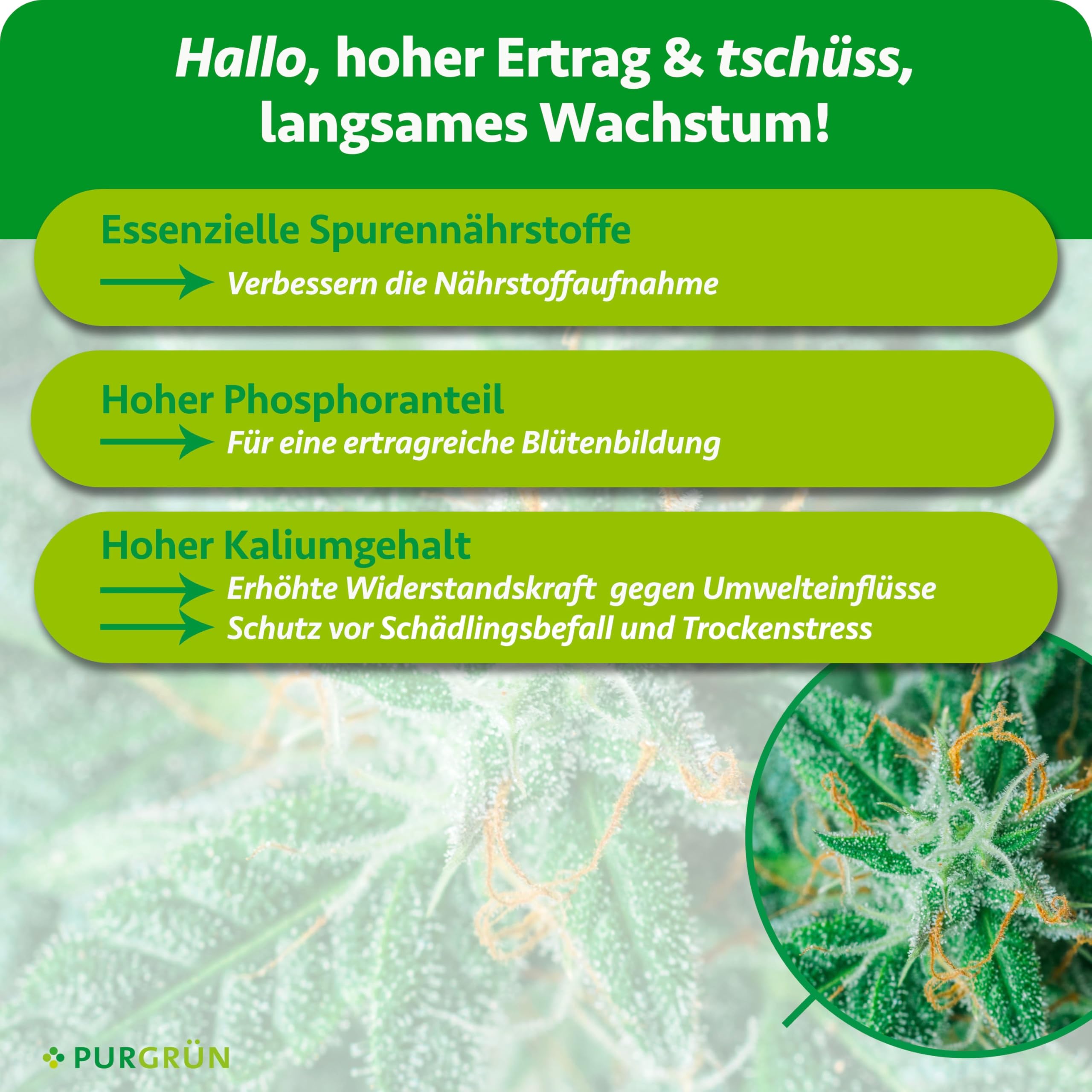 Bloom-Dünger 1 Liter – Fördert Blütenbildung & Ertrag – Extra Kalium stärkt die Widerstandskraft – Für den Anbau Indoor & Outdoor – Premium-Flüssigdünger für Autoflower, Sativa & Indica