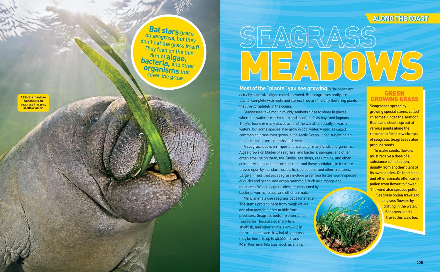 Ultimate Ocean-pedia: The fact-packed ocean encyclopedia (National Geographic Kids)