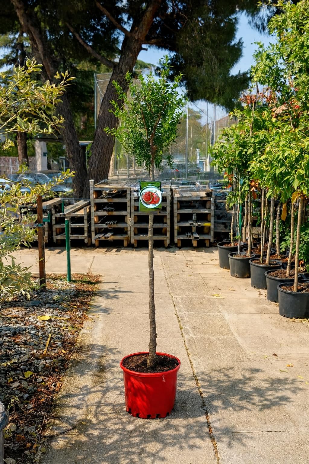 Granado Mollar – Punica granatum | Árbol frutal en maceta 10 L | Altura mínima 140 cm