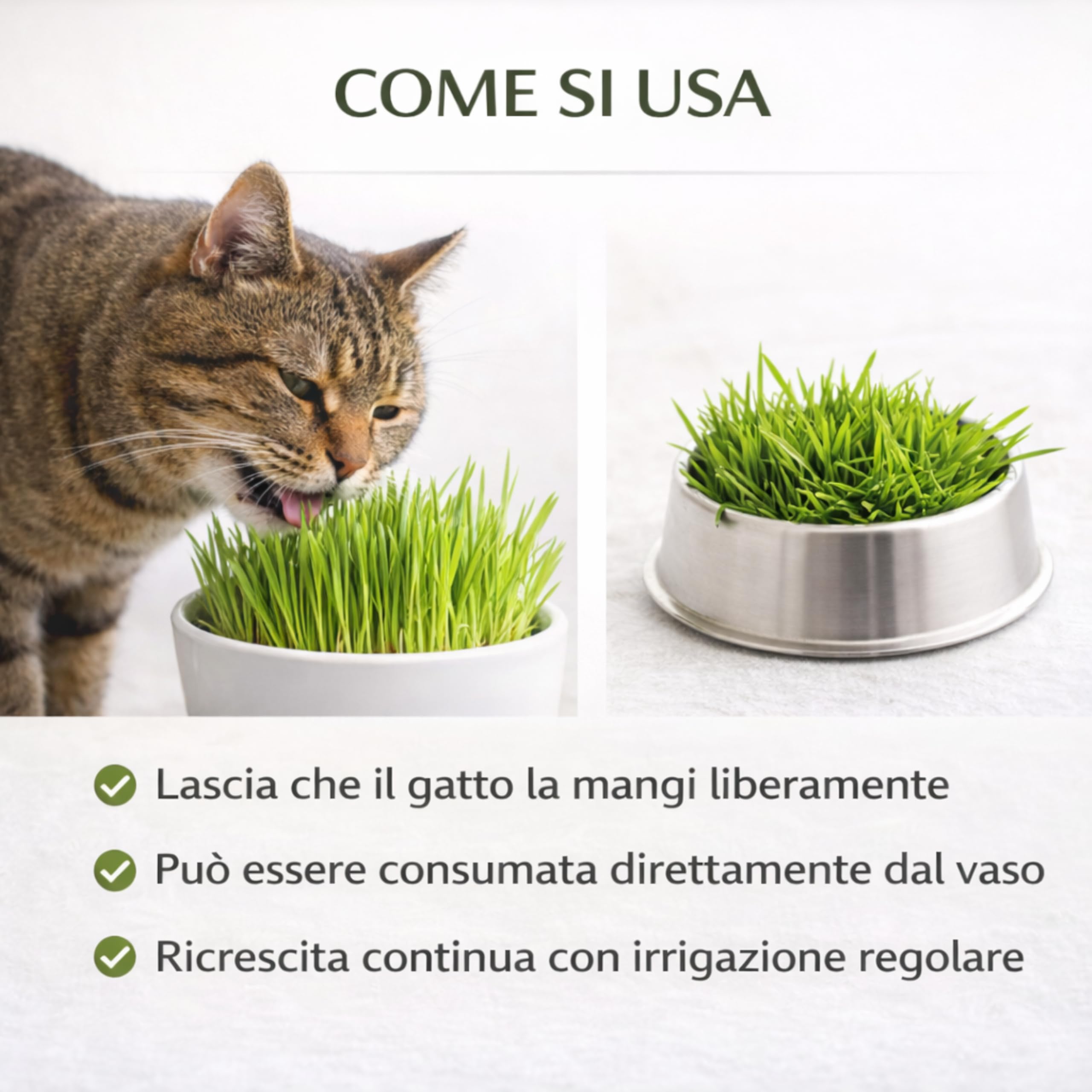 AGRI-CULTURA® | Semi Erba Gatta Naturale | Bustina di Semi di Erba per Gatti Facile da Coltivare in Casa | Favorisce la Digestione e Riduce i Boli di Pelo.