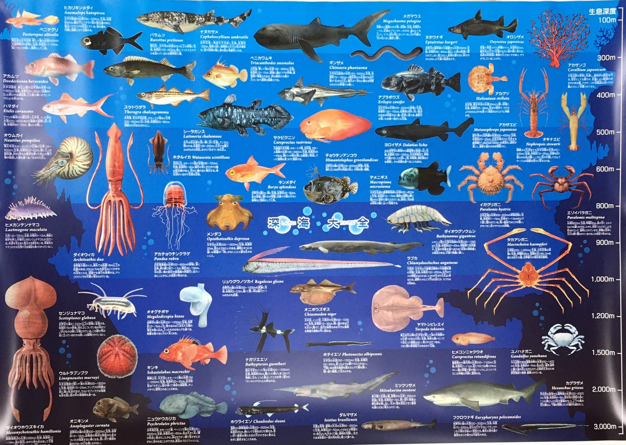 深海生物 ポスター 特大サイズ 深海大全 お風呂ポスター 図鑑 A1 サイズ 841×584mm ki-090-b