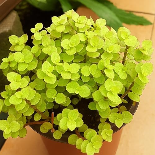 4 Bolivian Gold Wandering Jew Cuttings to Grow - Easy to Grow Wandering Jew, Wandering Dude