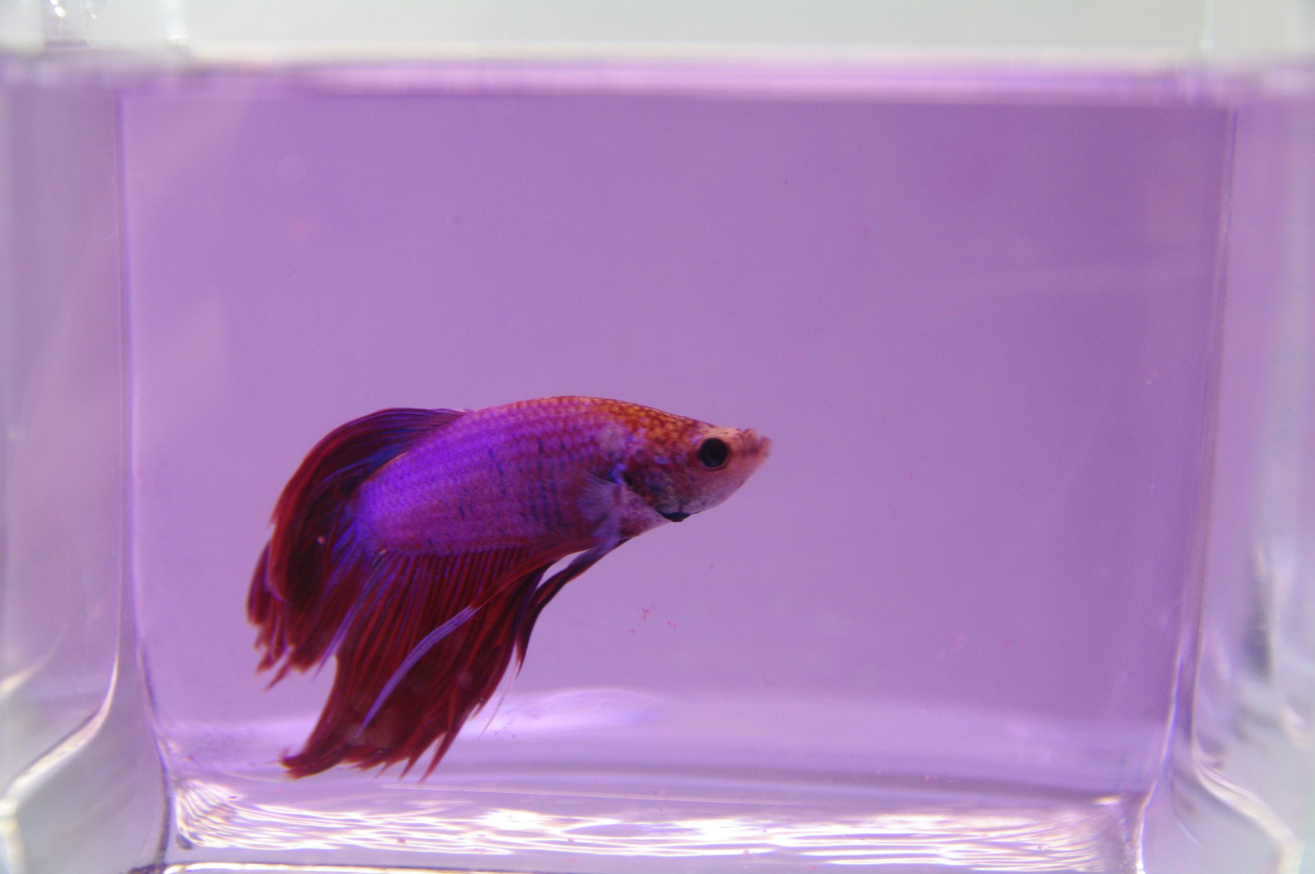 Colorant éphémère pour piscine Aquacouleur Lavande