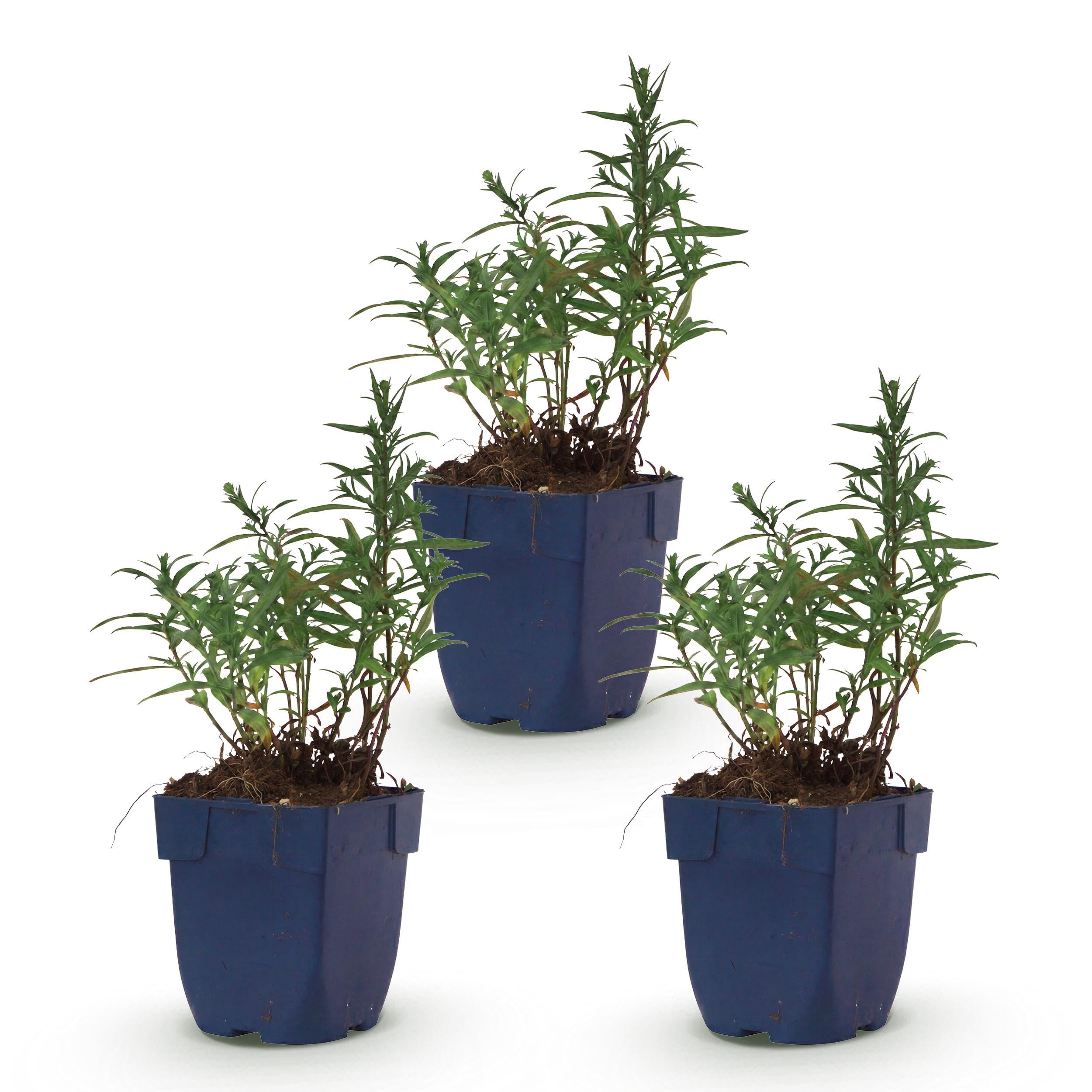Aster (D) Mittelmeer – Meeresaster – Bienen- und Schmetterlingsmagnet – Violett – 3 Pflanzen - 15-25cm - Ø11cm - Gartenpflanze