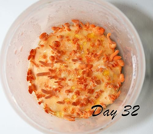 Miniatura 5 de Root Mushroom Farm - -Kit de cultivo de hongos ostra King