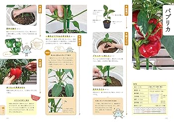 プランターで楽しむ おうちで野菜づくり | オザキフラワーパーク